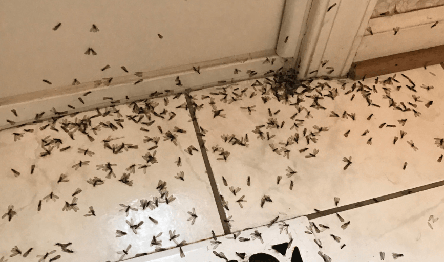 Myers Pest Control